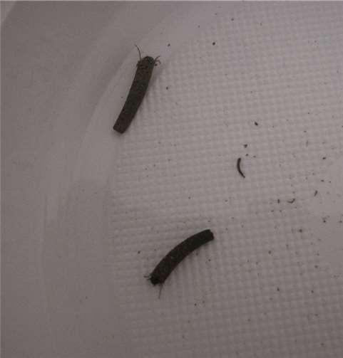 Auf der Suche nach Bachflohkrebsen 