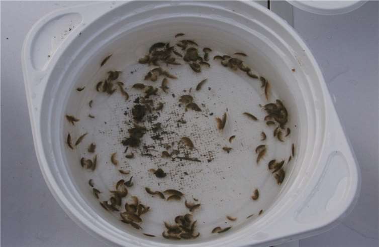 Auf der Suche nach Bachflohkrebsen 