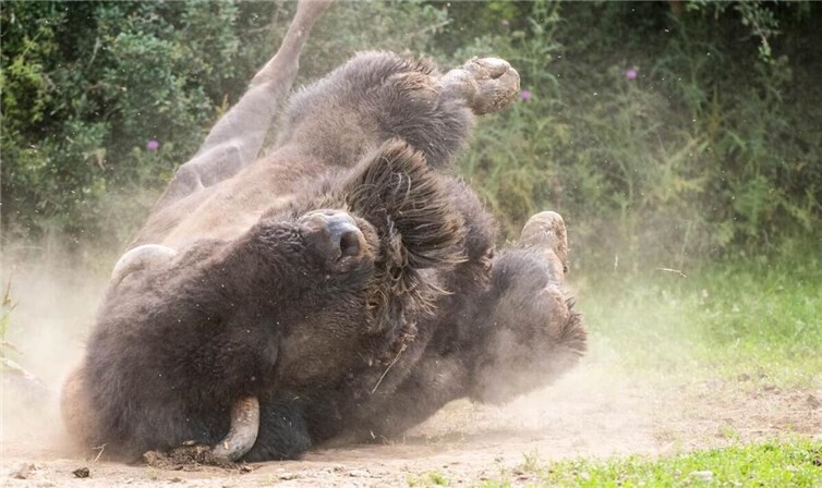 Wildpark Rheinböllen 