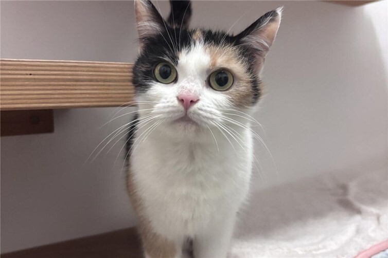 Butchelie sucht ein ruhiges Zuhause als Einzelkatze
