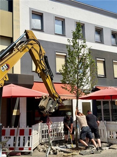 Wie der Baumbestand in Neuwieds Innenstadt langfristig gestärkt wird 