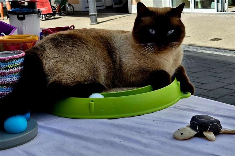 Infostand des Katzenschutzvereins Bad Neuenahr-Ahrweiler erfreut Besucher mit vielfältigen Themen 