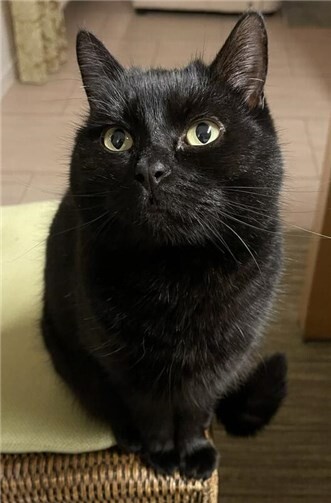 30.07.: Tierisch vermisst: Wer hat Katze Lucy gesehen? 