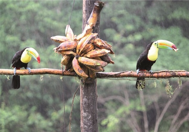 Karin Küsel-Ferber stellte Costa Rica vor 
