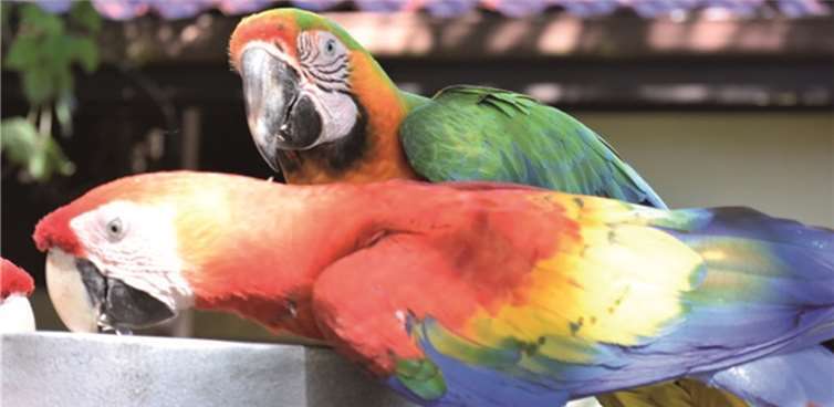 Karin Küsel-Ferber stellte Costa Rica vor 