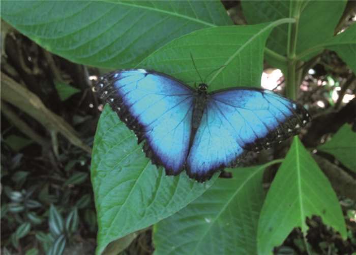 Karin Küsel-Ferber stellte Costa Rica vor 