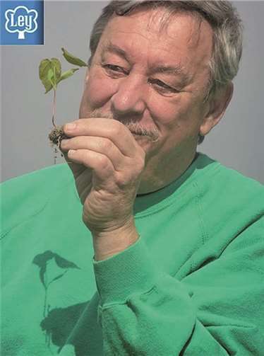 Wie kommt der Baum in die Stadt? 