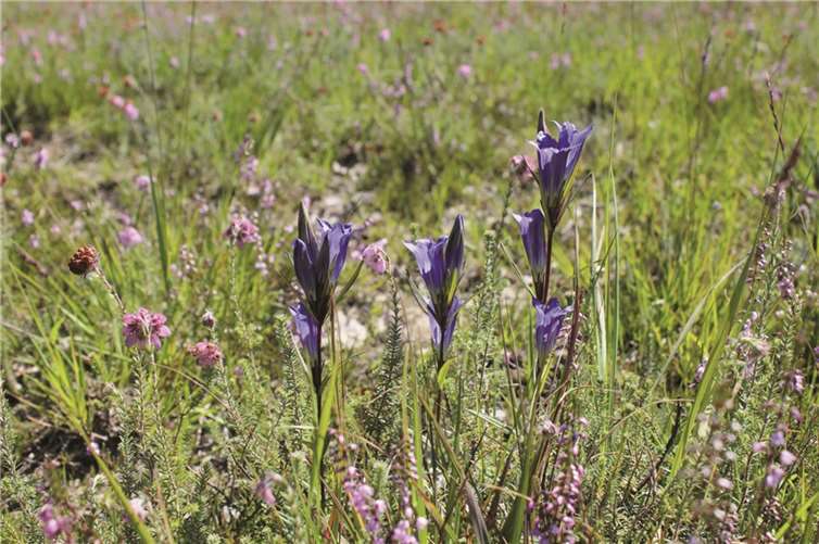 Der erste „Leuchtturm“ startet