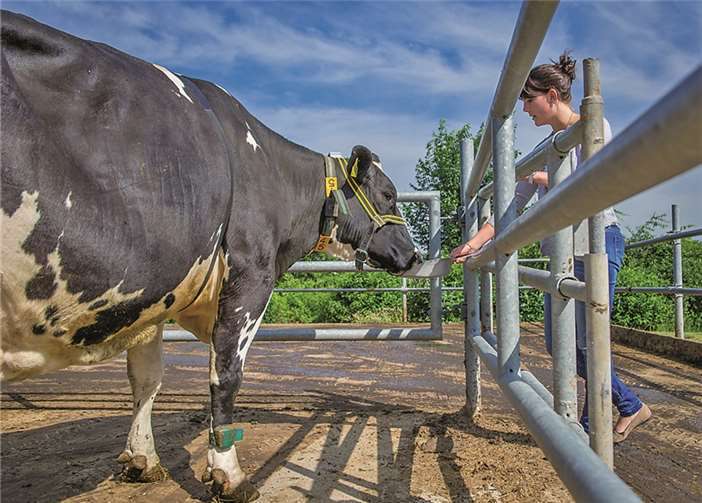 Die Expo zeigt Wellness für die Milchkuh 