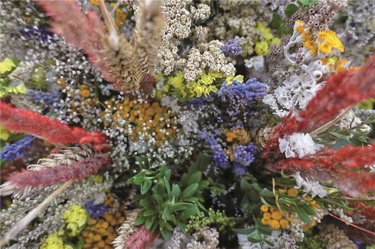 Wozu das Kraut gewachsen ist ... 