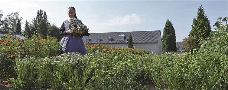 Wozu das Kraut gewachsen ist ... 