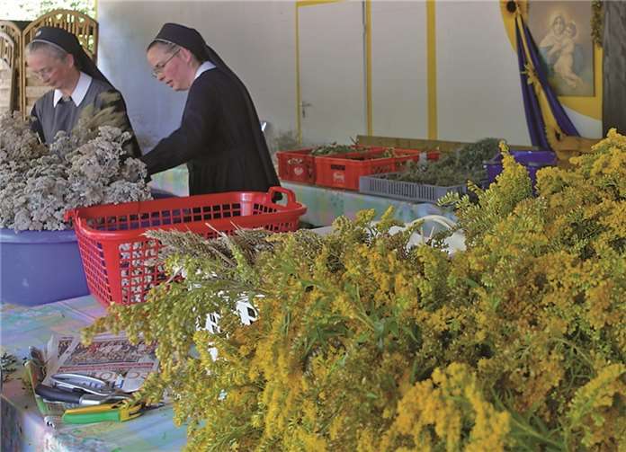 Wozu das Kraut gewachsen ist ... 