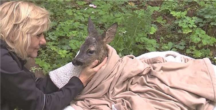 BLICK aktuell TV:  Feuerwehr rettet Reh aus Swimmingpool 