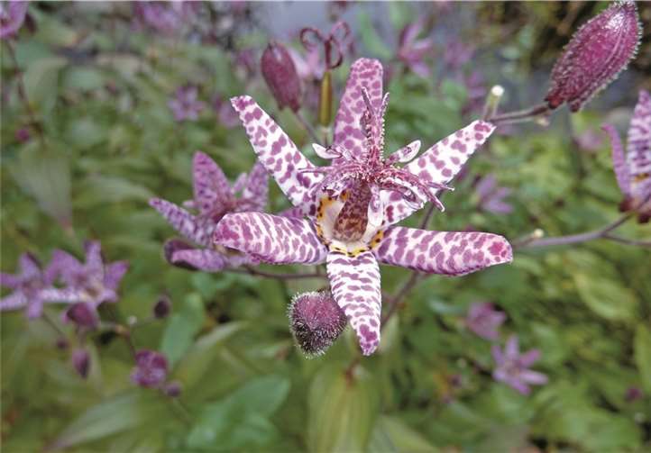 Die Koblenzer Krötenlilie