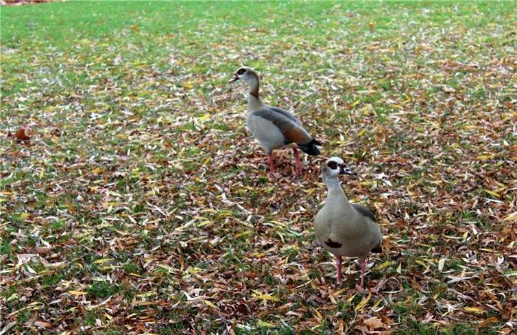 Die Nilgänse bevölkern die Rheinanlagen 