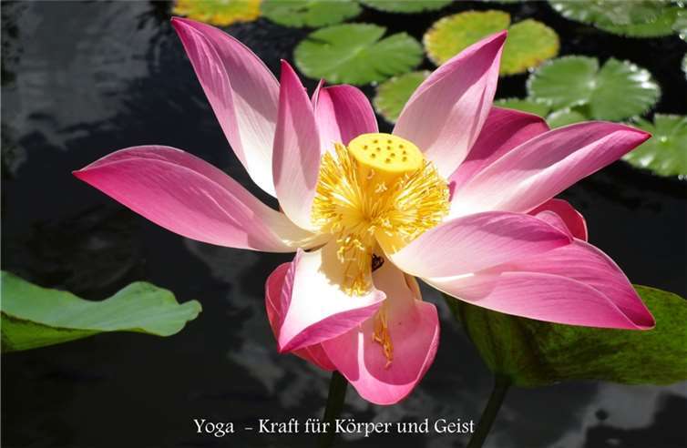 Aktuelle Kurse und Veranstaltungen 