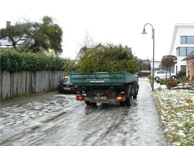 Weihnachtsbaumsammlung 2016