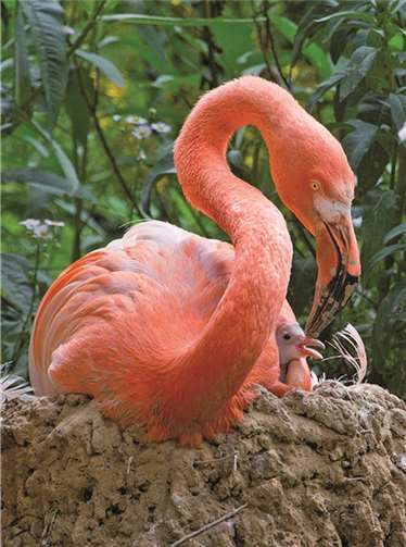 Wie werden Tiere im Zoo behandelt?