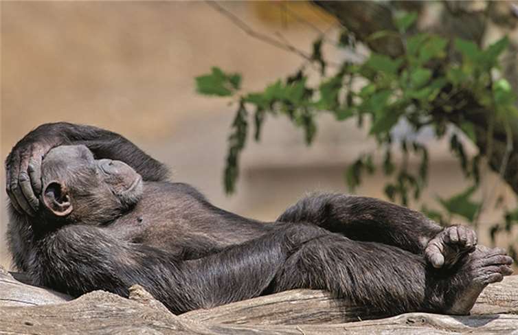 Wie werden Tiere im Zoo behandelt? Wie werden Tiere im Zoo behandelt?