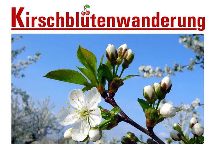 Mit der Kirschblütenwanderung das weiße Blütenmeer erleben