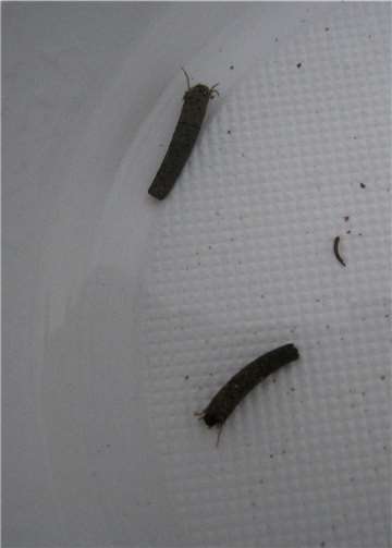 Artenvielfalt im Wambach entdeckt 