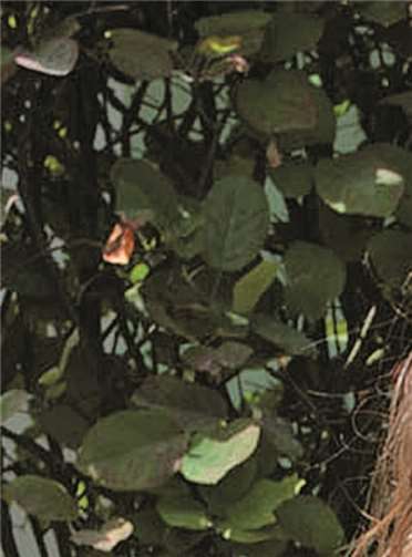 Zum ersten Mal machen Schüler der Realschule plus Untermosel ihr Fachabitur