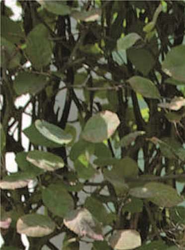 Zum ersten Mal machen Schüler der Realschule plus Untermosel ihr Fachabitur 