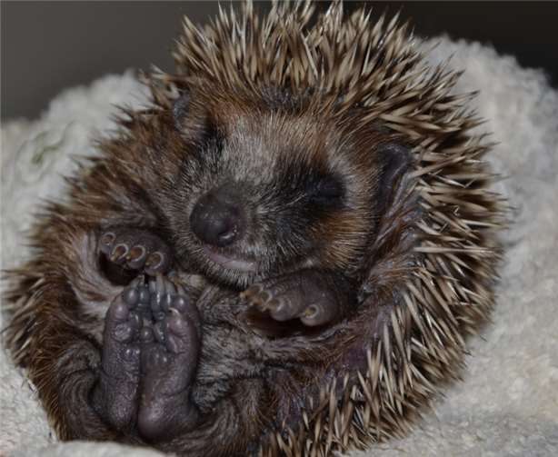 Sommerfest mit „Tag der offenen Tür“ 