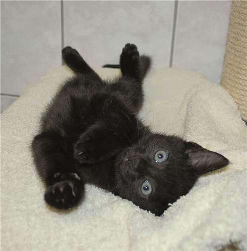 Katzenkinder, Katzenkinder, Katzenkinder! 