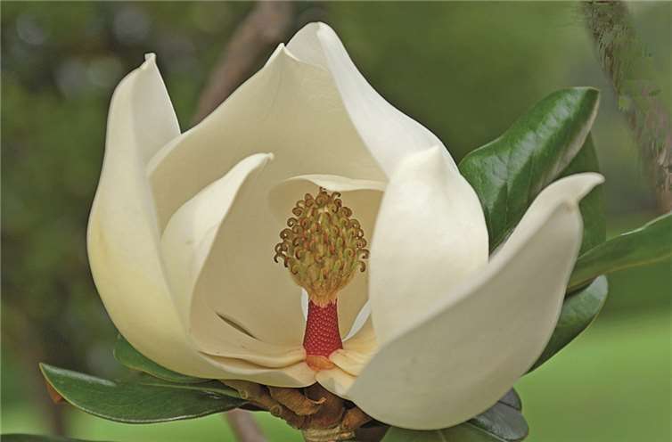 Lotus und Holunder – licht- gefüllte Schalen und uralter Adel