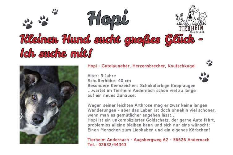 Kleiner Hund sucht großes Glück 