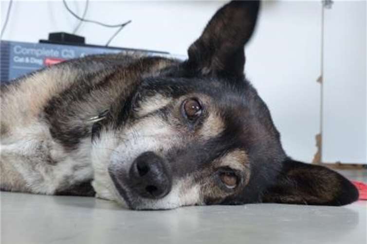 Kleiner Hund sucht großes Glück 