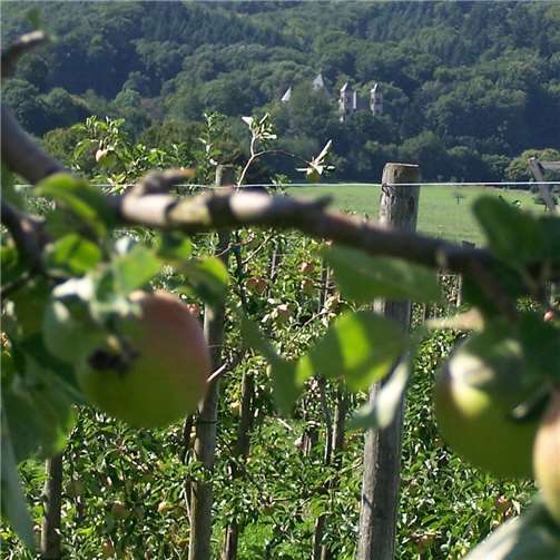 Apfel-Erlebnisernte für die ganze Familie 