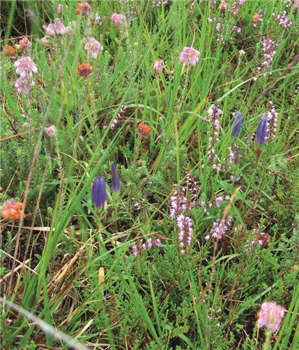 Natur pur - Führung durch die Komper Heide 