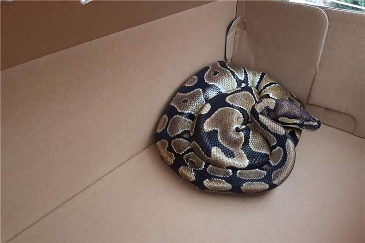 Andernacherin findet eine Schlage in ihrem Garten 