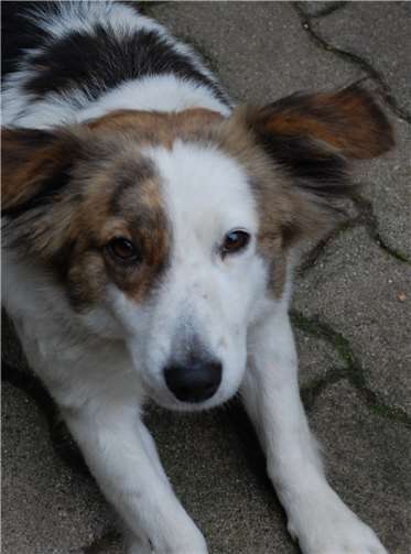 Balfour – souveräner Schatz 