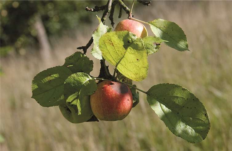 Frauenpower am Streuobsthang