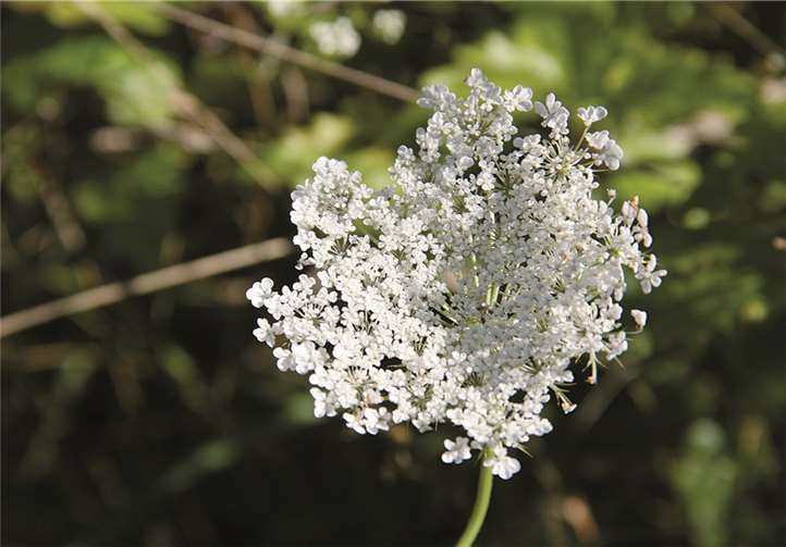 Frauenpower am Streuobsthang 