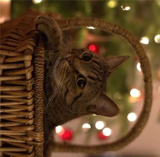 Weihnachtsfeier von Tierfreunden für Tierfreunde 