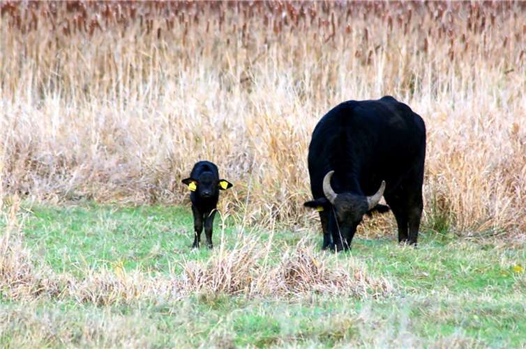 Wasserbüffelnachwuchs ist gesund und munter 