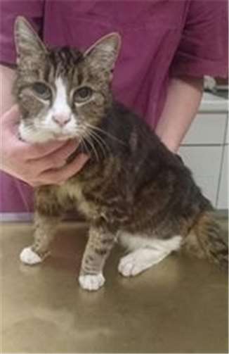 Wer kennt diese Fundtiere? 