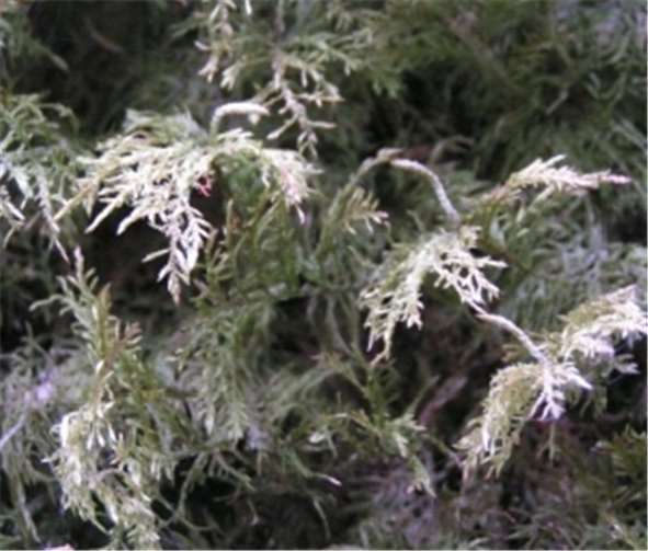 „Alle Jahre wieder …“ 