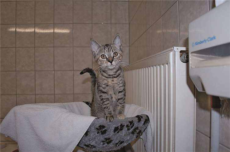Tiere der Woche 