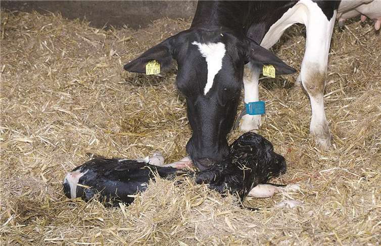 Große Resonanz beim „Nachmittag auf dem Bauernhof“
