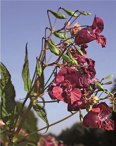 Achtung! Giftpflanzen auf dem Vormarsch!