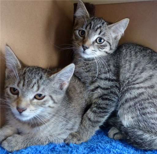 Kastrationswochen für Katzen 