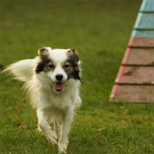 Nando sucht sein Zuhause