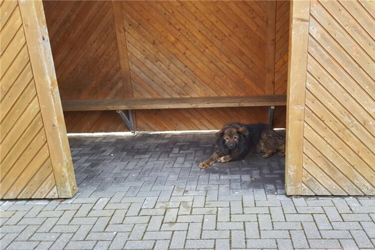 Erfolgreiche Hunderettung nach illegalem Aussetzen von zwei Hunden 