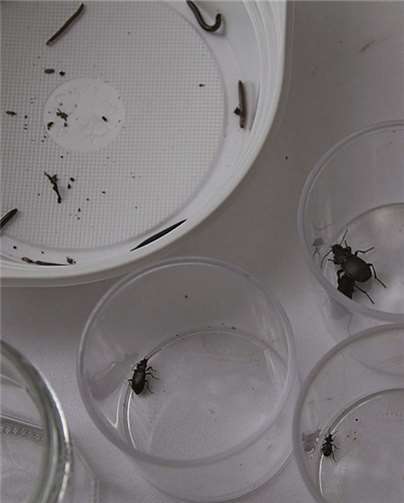 „Schneckenjagd“ am Schau ins Land 