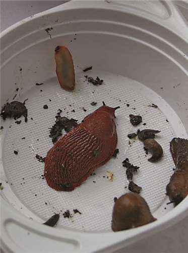 „Schneckenjagd“ am Schau ins Land 